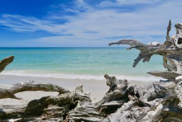 Driftwood, beach, and water at Stump Pass Beach State Park in Punta Gorda/Englewood Beach