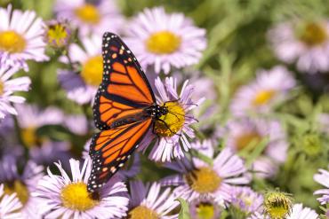 Closeup of a Monarch butterfly on a ligth purple daisy.