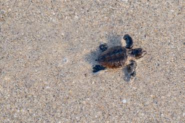 Sea turtle hatchling on its way to the water on a sunny summer day.