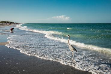 Wading Bird And Beach Walkers on Englewood Beach