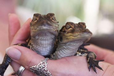 Hand holding two baby alligators at Babcock Ranch Eco Tours