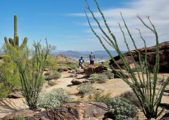 Where To See Saguaro Cactus In Phoenix Hiking Spots Hotels And Attractions
