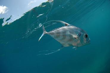 Pompano fish underwater
