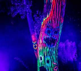 Enchanted Hollows at Denver Zoo