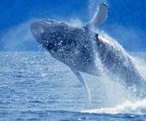Humpback whale breaching