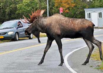 Bull Moose Crossing