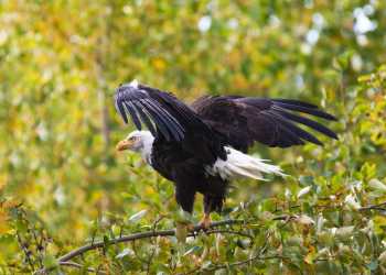 Bald eagle Alaska wildlife in Anchorage
