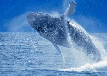Humpback whale breaching