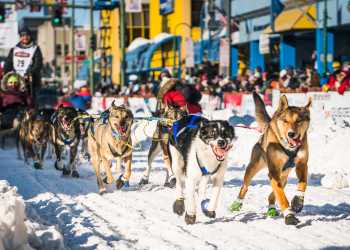 Anchorage Fur Rondy Visit Anchorage