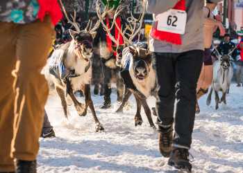 Running of the Reindeer at Anchorage Fur Rendezvous