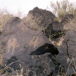 Petroglyph