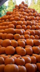 Gilroy Gardens The Great Big BOO- Boo Alley