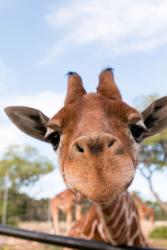 Curious Giraffe