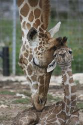 Mom nuzzling baby giraffe