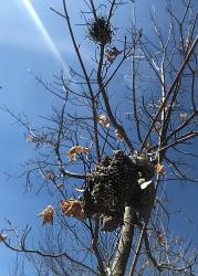 Wasp and Bird Nests