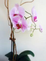 Orchid from Lavender Hill