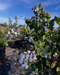Tru2earth Farm blueberry bush