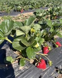 Tru2earth Farm strawberries