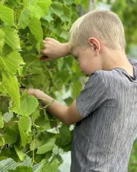 Union Cellars Winery - Owners young son picking grapes from the vine
