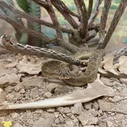 Rattlesnake at the 2022 New Mexico State Fair