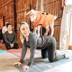 A person doing yoga with a clothed goat on their back and people in the background watching.