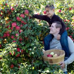 apple picking