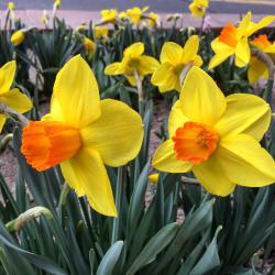 Spring flowers