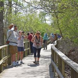 Magee Marsh Boardwalk Biggest Week in Birding
