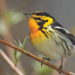 Blackburnian Warbler