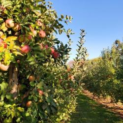 Quarry Hill apple orchard