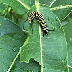 Milkweed caterpillar