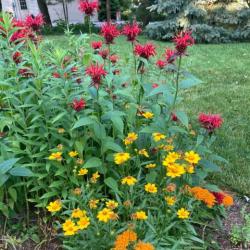 Native plants at welcome center