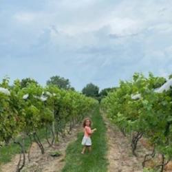 Crooked Tree Vineyard vineyards