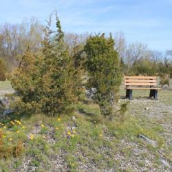 Lakeside Daisy preserve bench