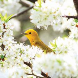 Yellow Warbler