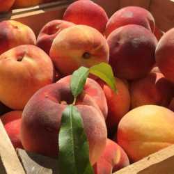 f77e3467-00b4-4aa3-9d60-7214257c9d7e_Peaches%20Square%20