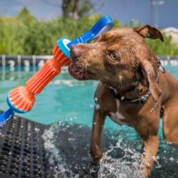 DockDogs competition