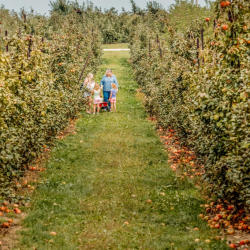 Quarry Hill apple picking