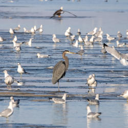 Erie MetroParks waterfowl