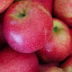 Copy of Apples square