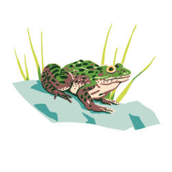 Chiricahua leopard frog