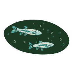 Río Grande silvery minnow