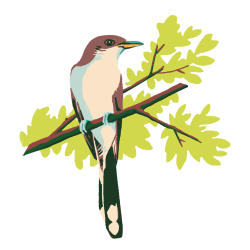yellow-billed cuckoo