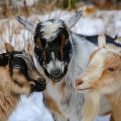 Jan-12-Blog-Goats