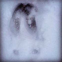 Winter Deer Tracks