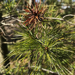 Jack Pine Bough