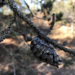 Jack Pine Cone