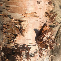 Trees of Sleeping Bear Dunes National Lakeshore