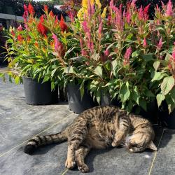 Engle's Greenhouse Cat lounging Infront of pretty blooming flowers