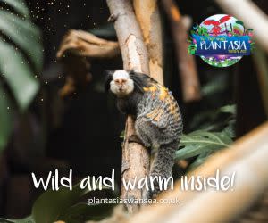 Plantasia Swansea